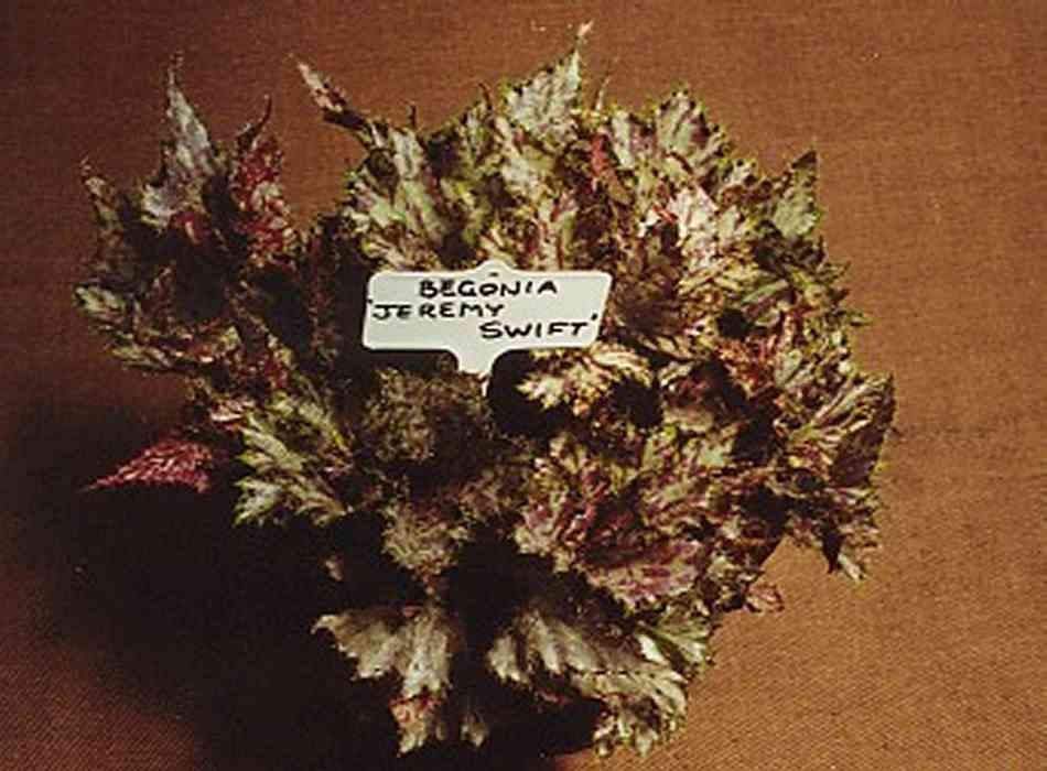 B. ‘Jeremy Swift’
